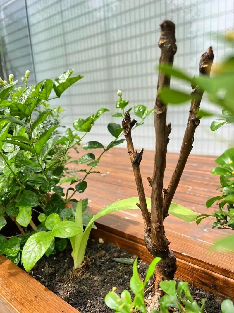 牡丹花花苞刚开就焉了是怎么回事