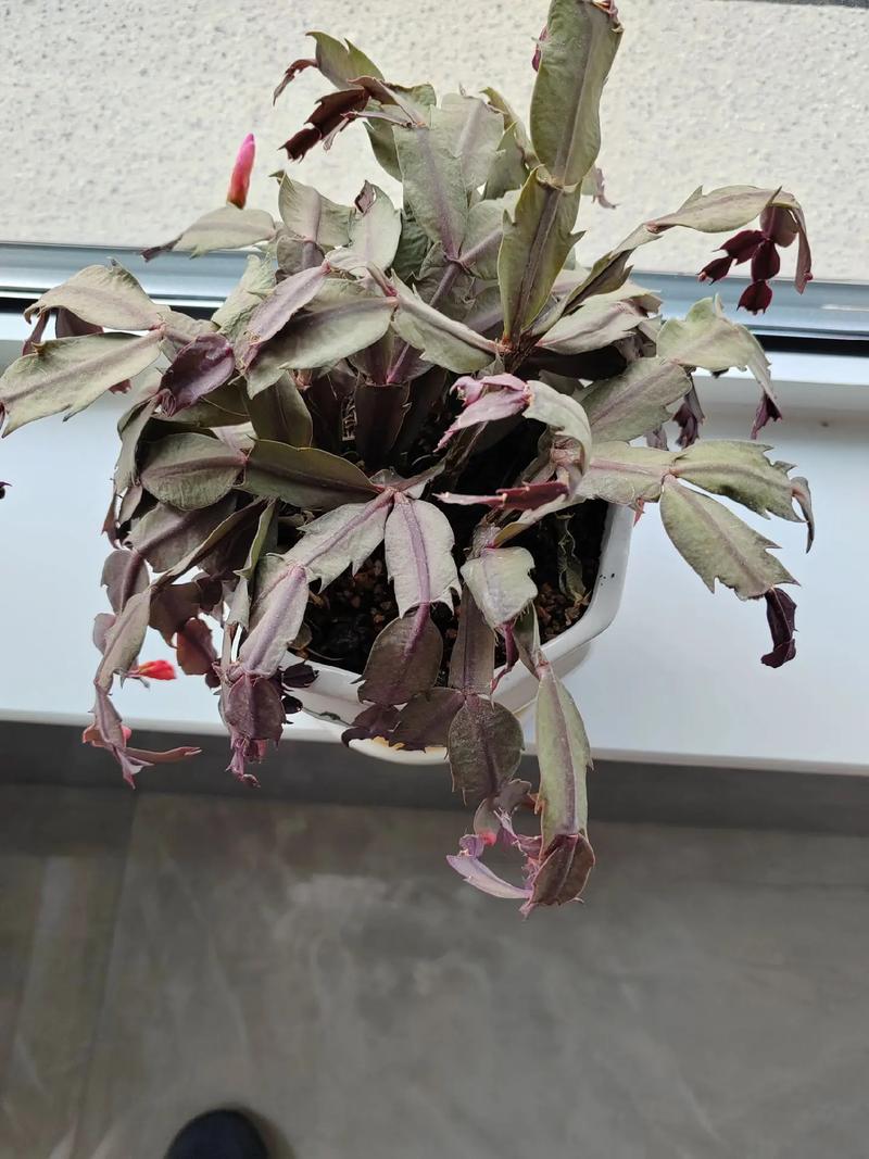 蟹爪兰叶子发软发蔫怎么办