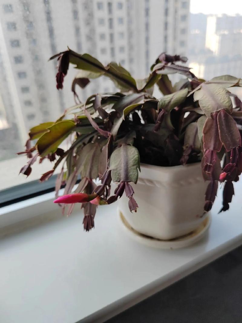 蟹爪兰又蔫又软怎么办