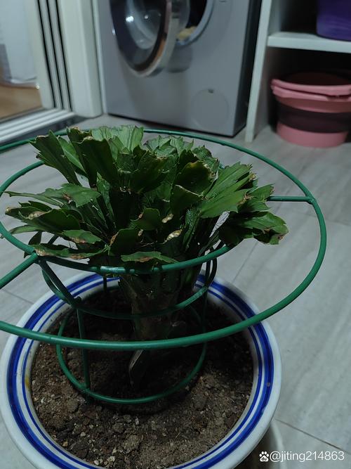 蟹爪兰开花期叶子又软又蔫烂根怎么办?
