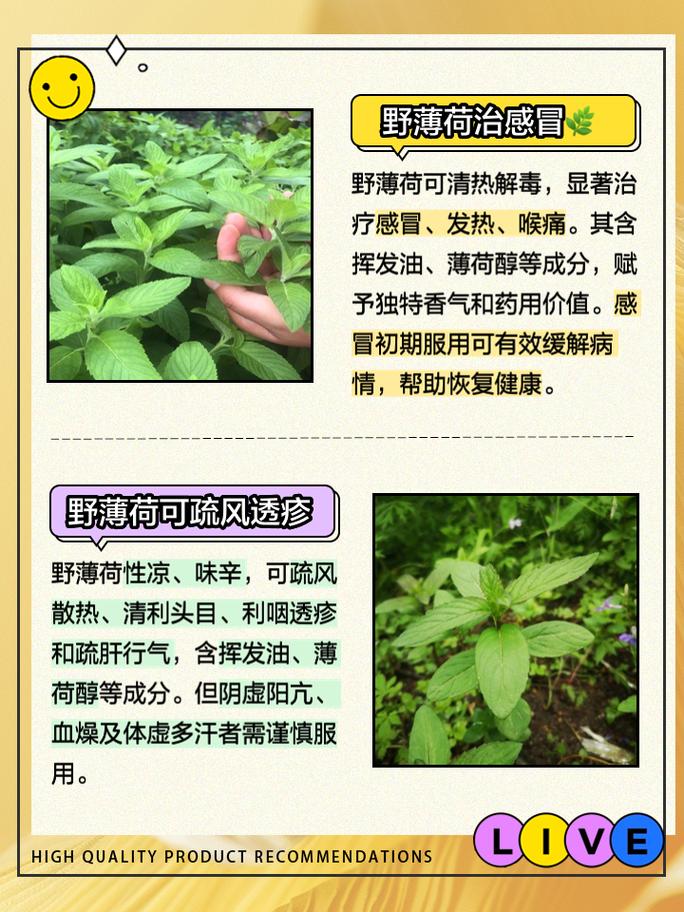 薄荷作用的功效与作用是什么