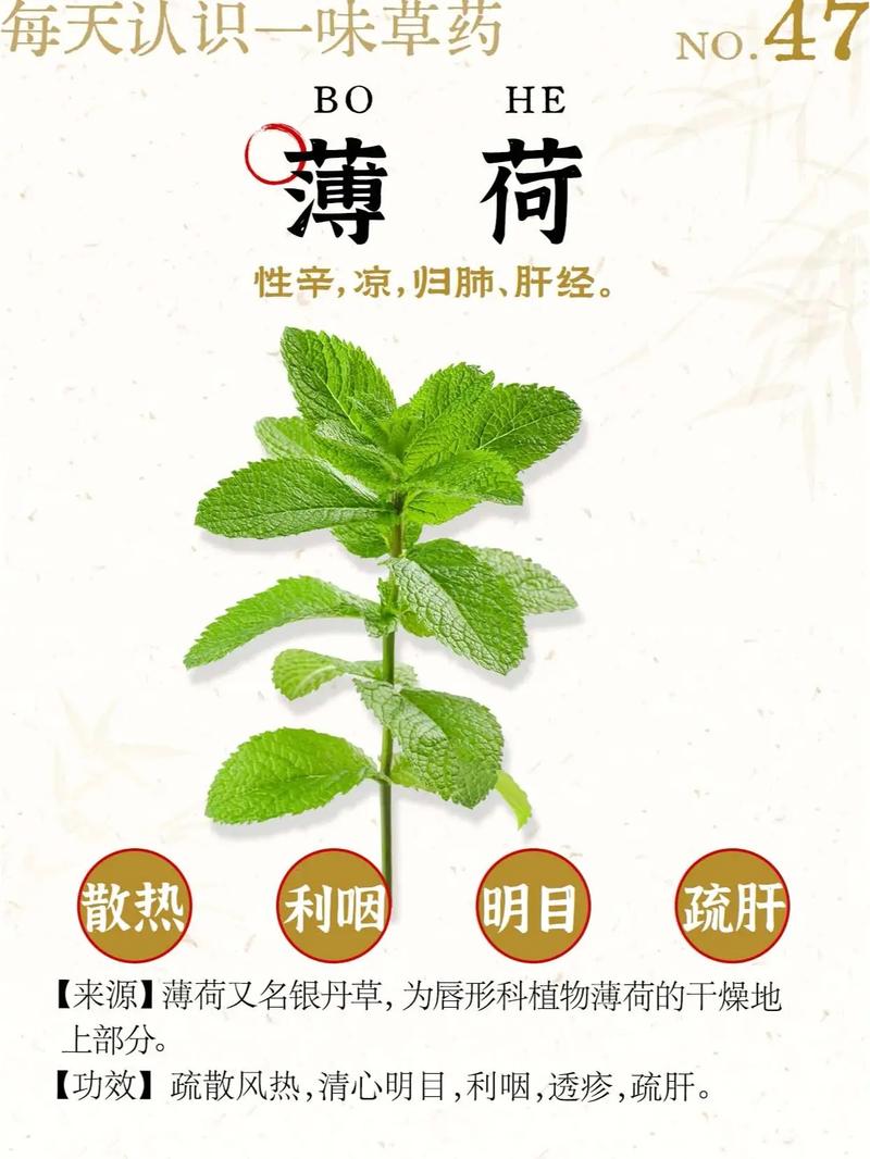 薄荷的功效与作用