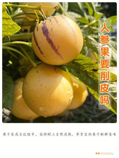 吃人参果会上火吗