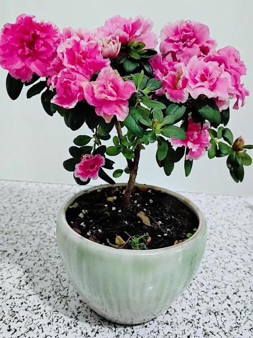 杜鹃花的种类有很多,你养过哪几种?