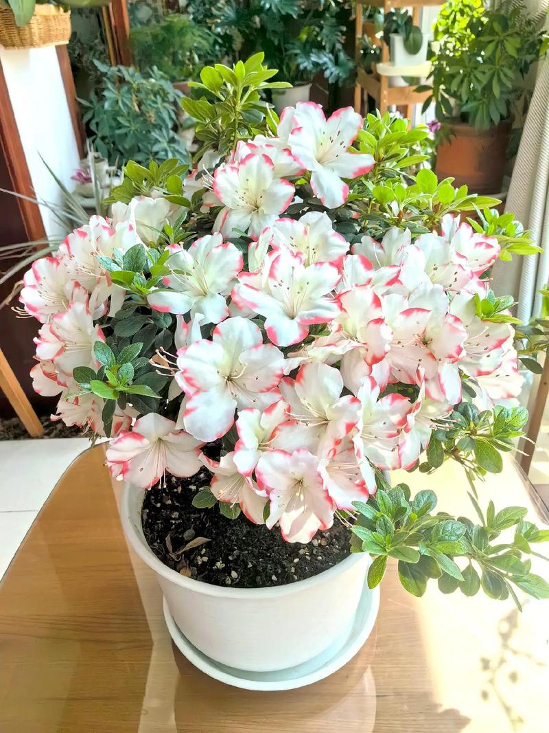 如何养露水杜鹃