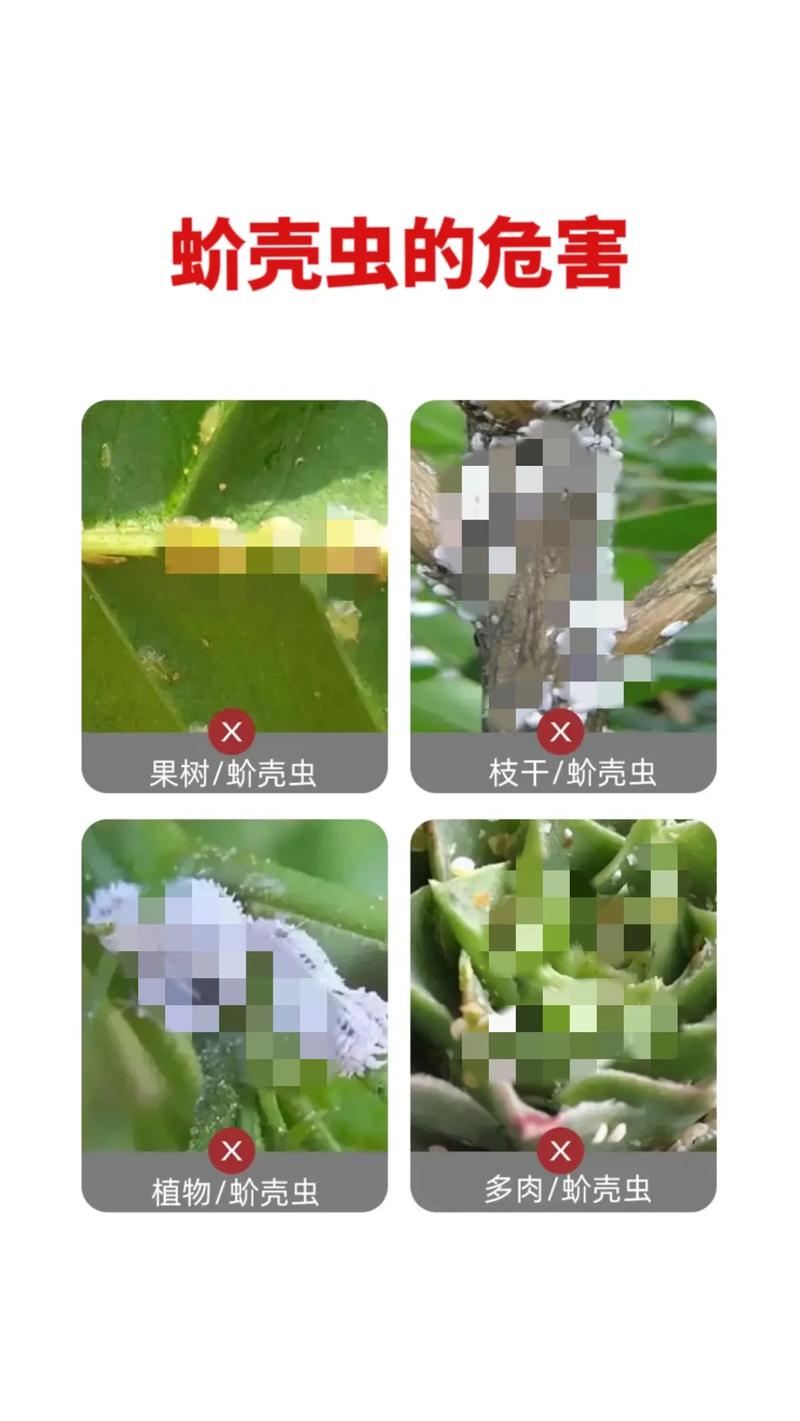 白掌的叶子上长了很多白色的毛毛是怎么回事