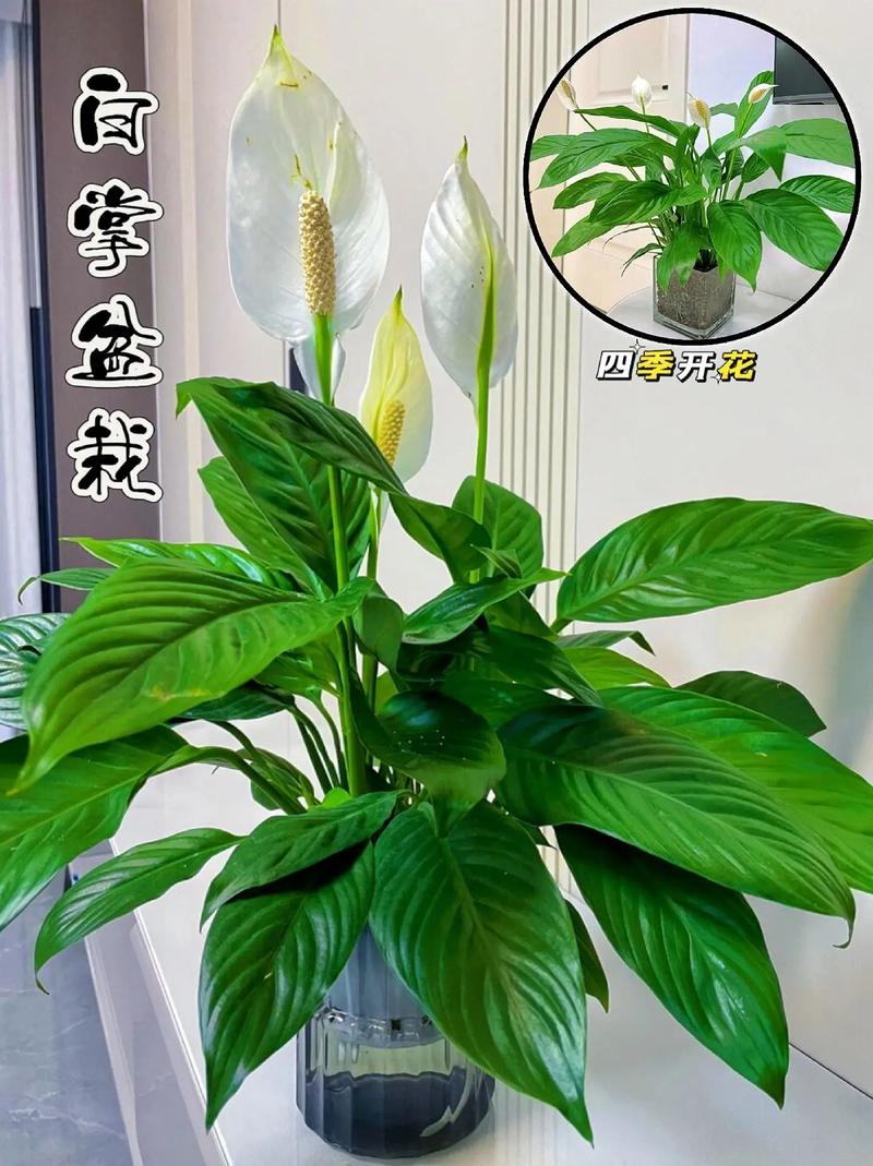 白掌的叶子有白色印记的原因