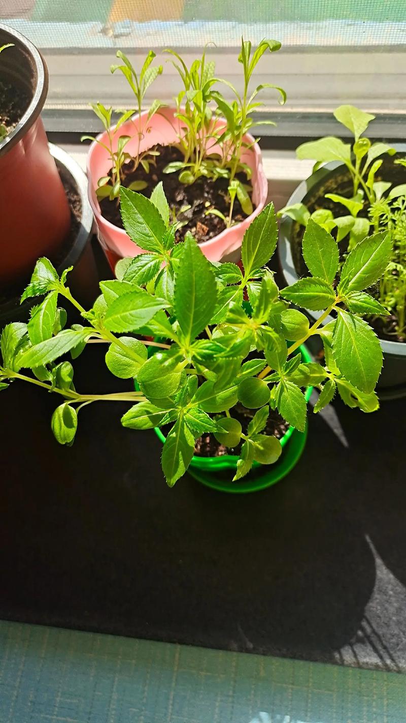 含羞草怎么种植