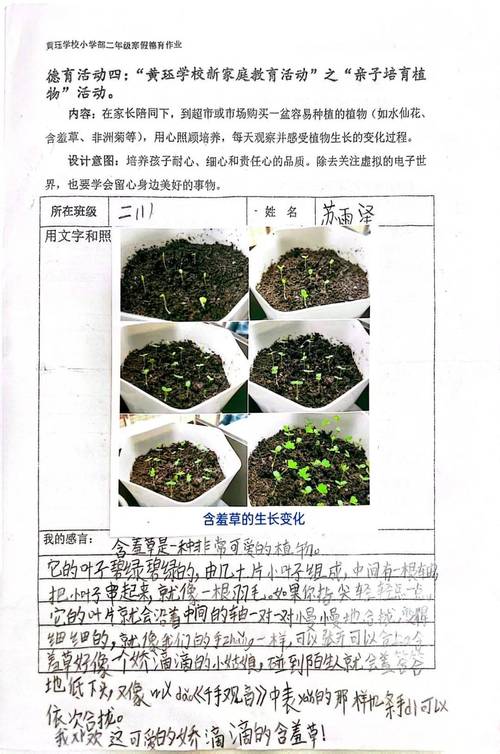 含羞草的种植方法