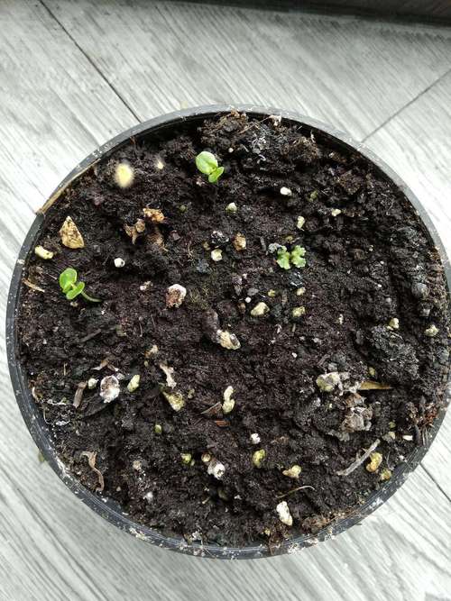 在家如何种含羞草