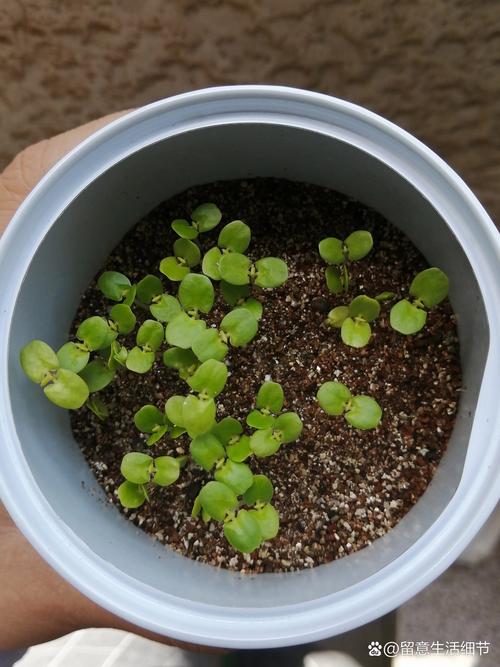 含羞草怎么种植含羞草种植方法