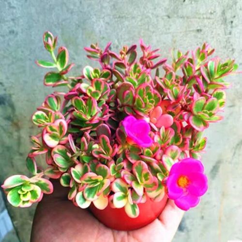 彩虹马齿苋多肉植物生长习性施肥的知识点有哪些