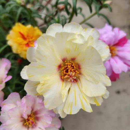 她把1种花养到无敌，她把1种花养到无敌的世界里？