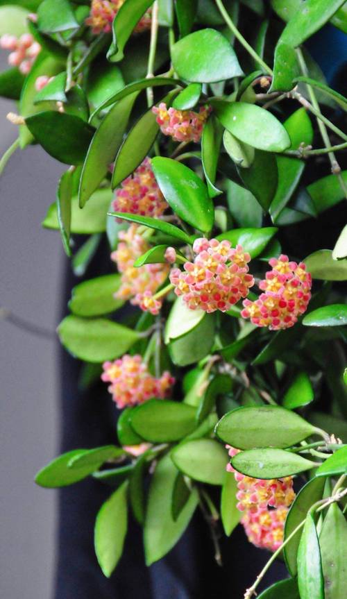 这1种花真好养,爬藤又开花,花球多又美不停开,是真的吗?