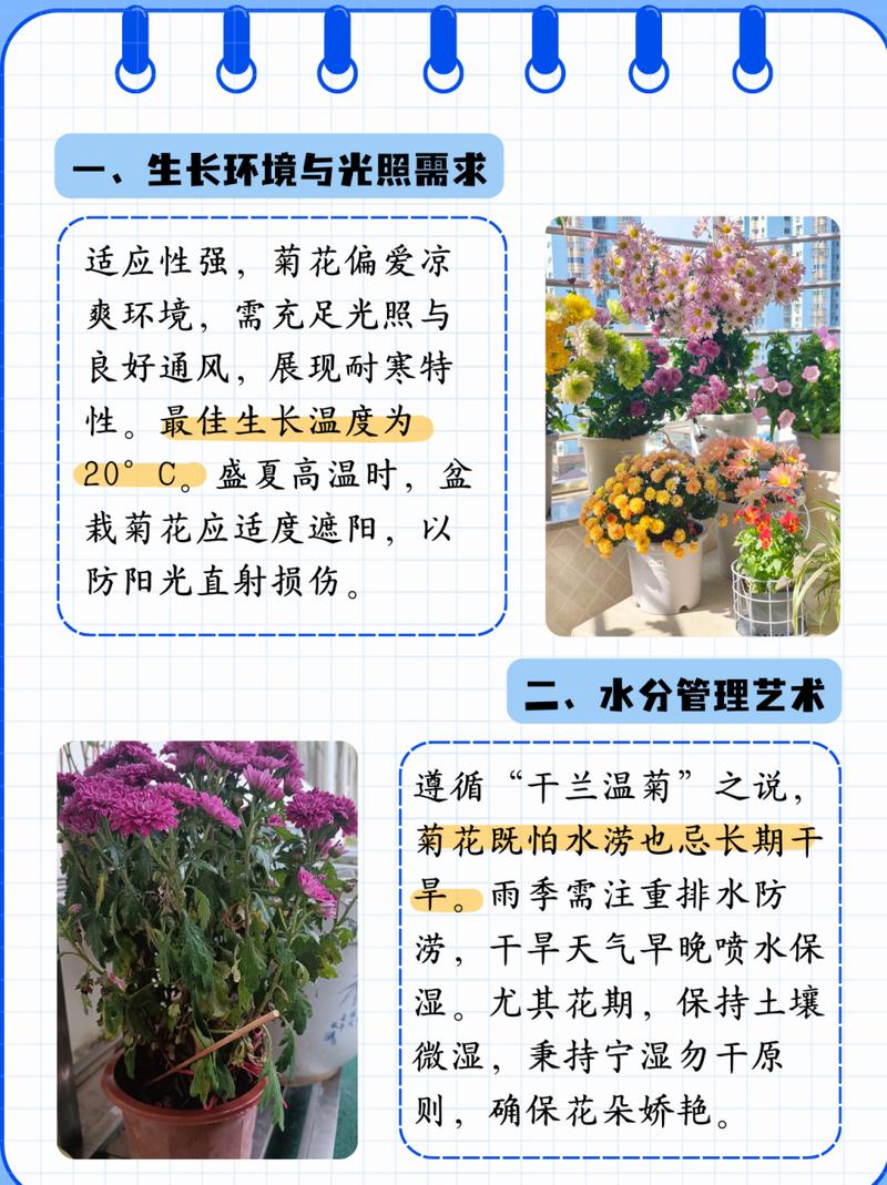 菊花冬天怎么养，菊花冬天怎么养殖？