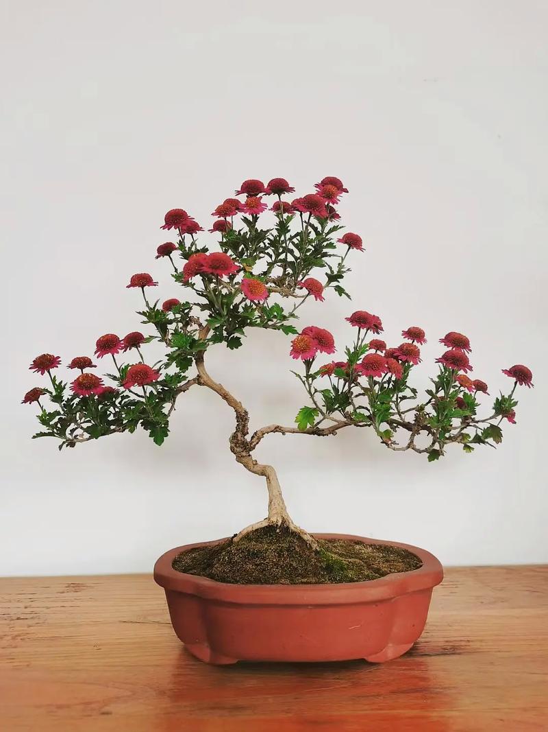 盆栽菊花冬天怎么养菊花盆栽冬天怎么养