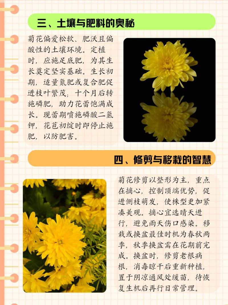 菊花冬天养殖注意什么菊花冬天养殖的注意事项