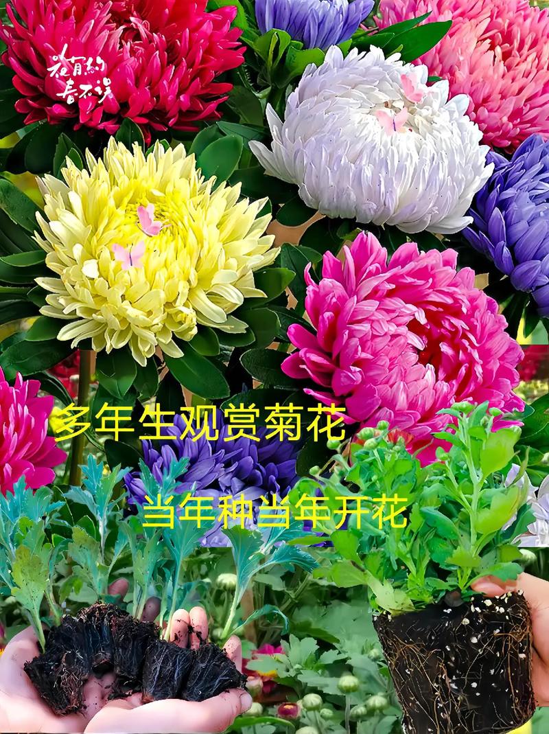 冬季菊花养殖方法和注意事项