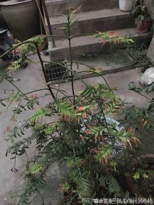 红豆杉的叶子发黄了怎么办?