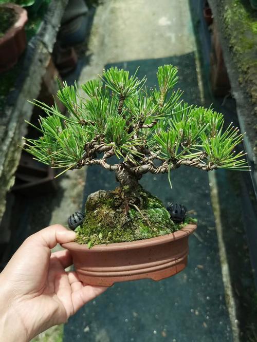 黑松的病虫害防治，黑松的病虫害防治方案