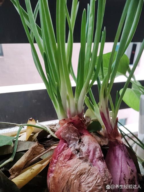 发芽的洋葱真的能吃吗?