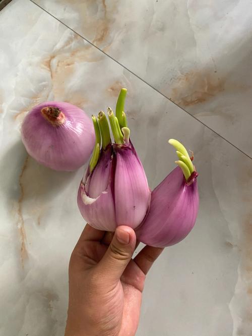 洋葱发芽了还可以吃吗洋葱发芽了还能吃吗