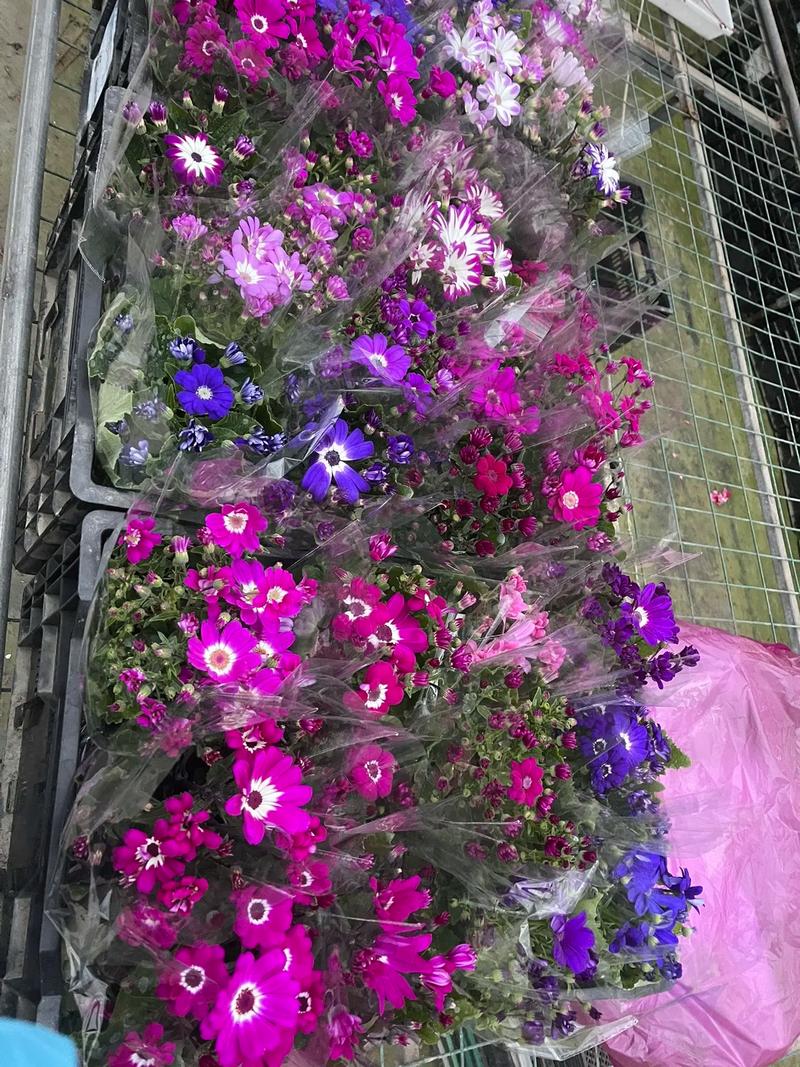 瓜叶菊只能养一年吗