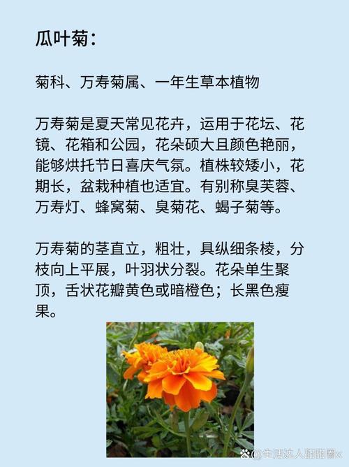 瓜叶菊是一年生还是多年生植物,比较多能养几年
