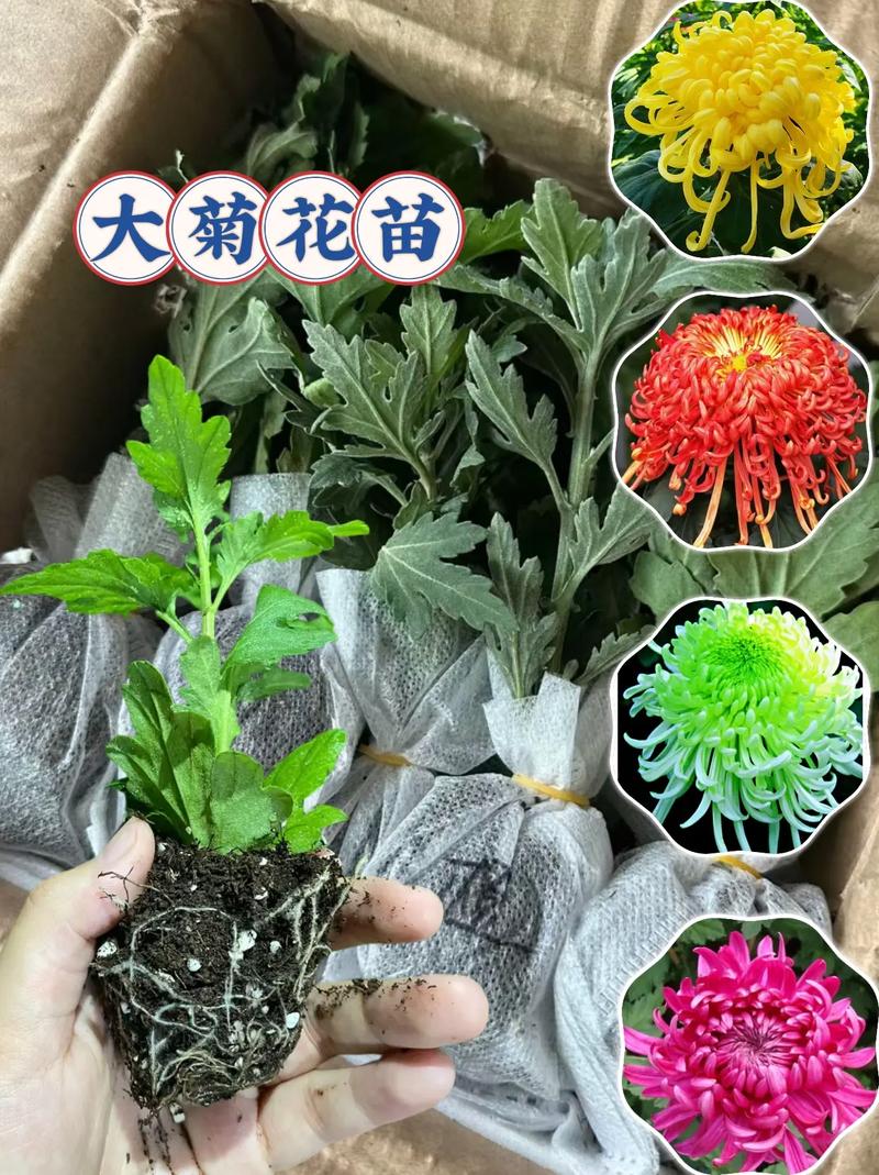 菊花只能栽培一年吗?可以培养1~2年左右