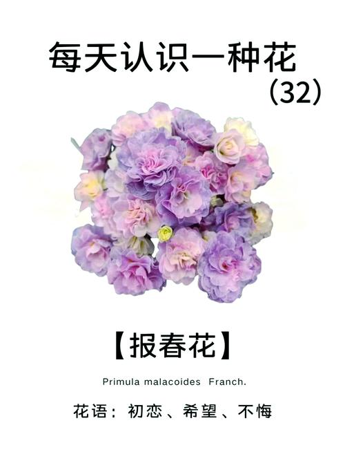 什么花代表初恋