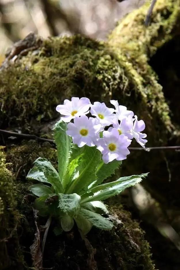 花语是初恋的花是什么?