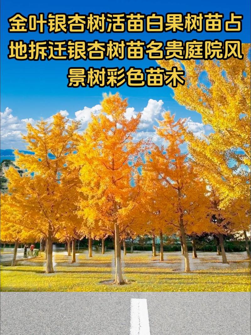 银杏的主要栽培品种有哪些?