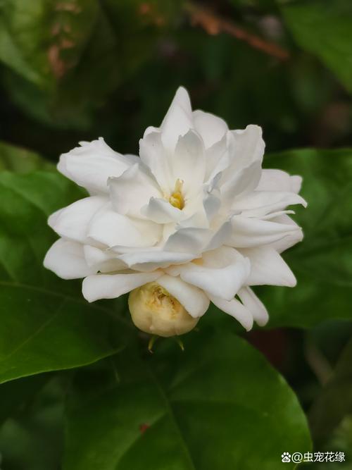 茉莉花长什么样图片