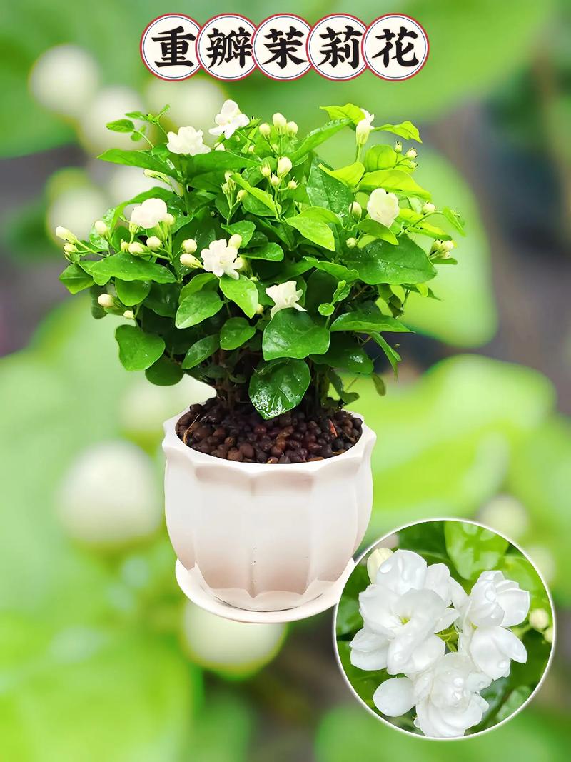 茉莉花的品种及图片