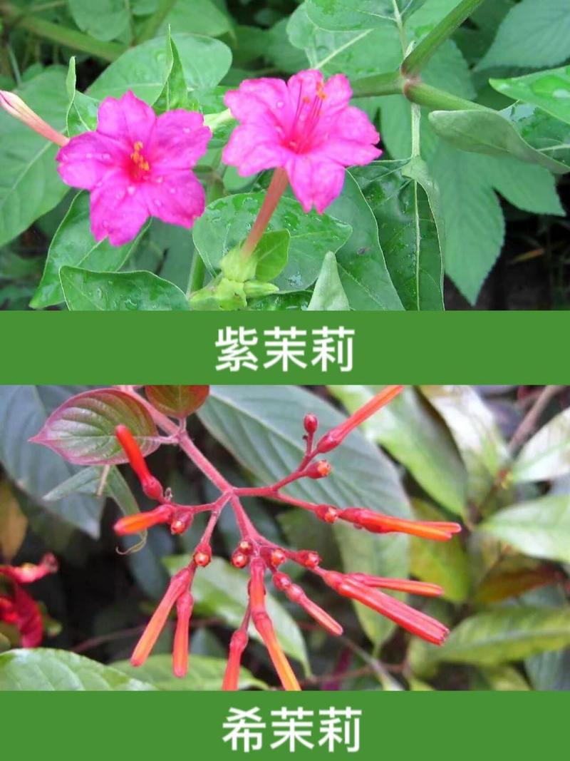 茉莉花有几个种类图片