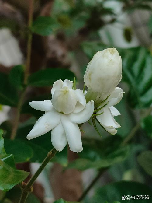 茉莉花什么样子?