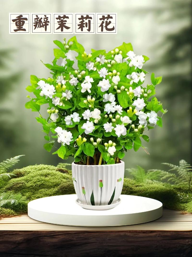 茉莉花图片赏析