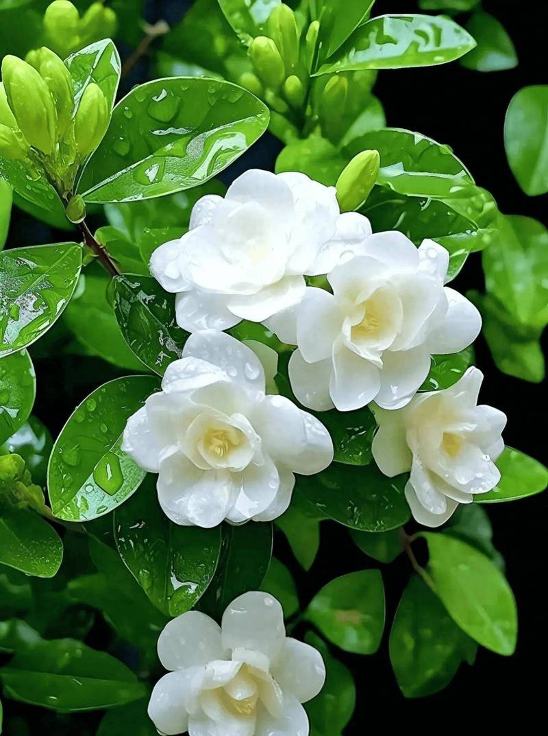 有茉莉花品种的图片吗?
