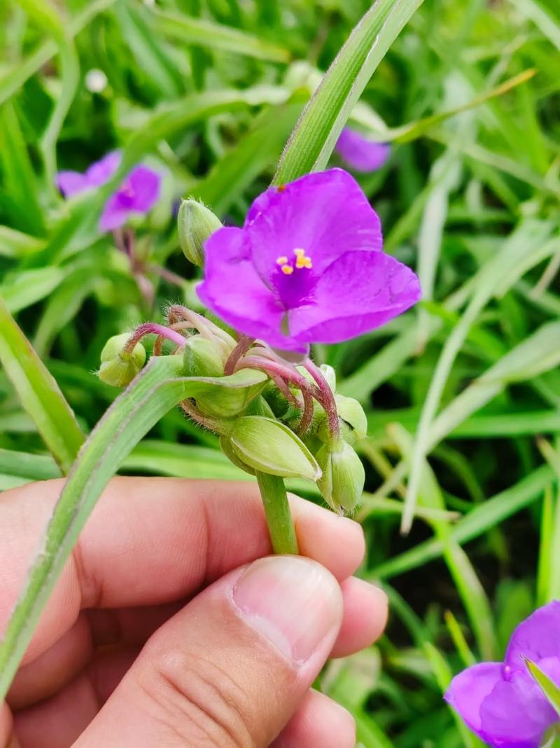紫露草有毒吗