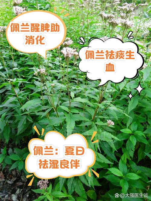 佩兰的作用与功效