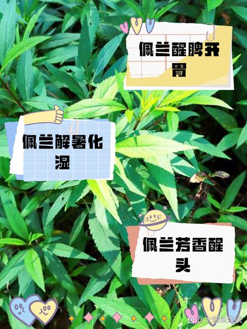 佩兰的功效与作用