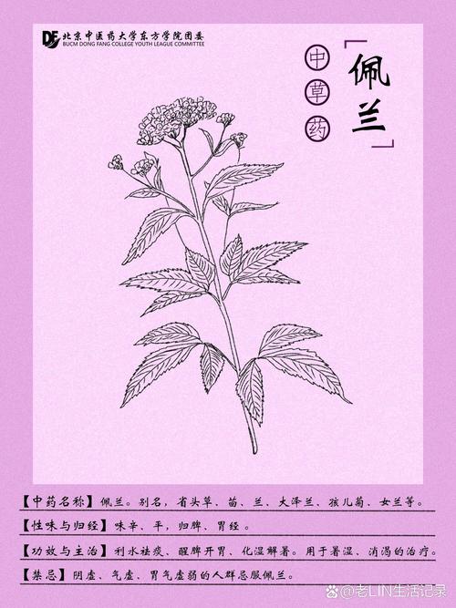 佩兰的功效与作用是什么?