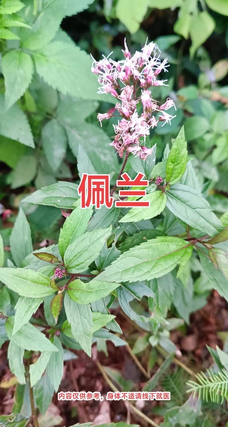 佩兰的功效与作用是什么