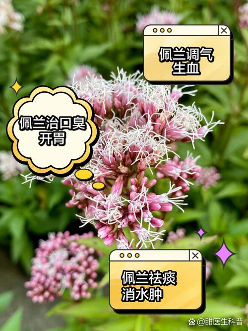 佩兰的功效与作用及副作用