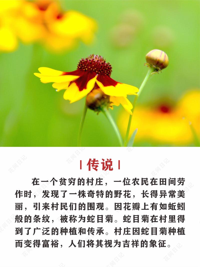 蛇目菊的养殖方法，蛇目菊观赏特性？