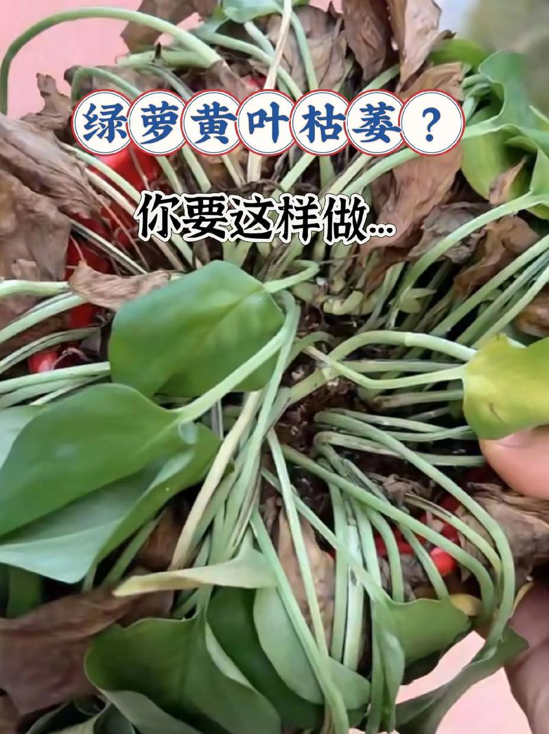 绿萝叶子发黄怎么回事？绿萝叶子发黄怎么回事是吸收甲醛吗？