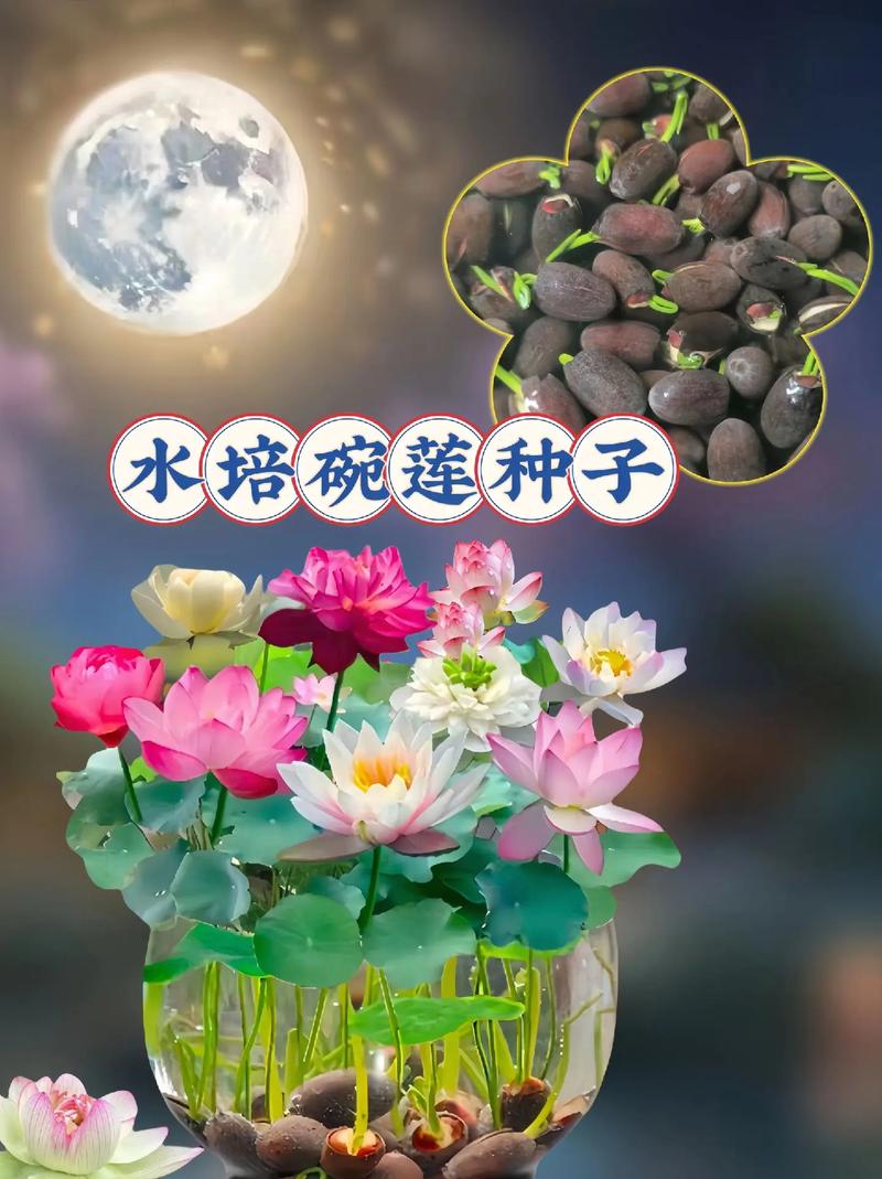 水养荷花怎么过冬，水培荷花冬天养殖注意事项？