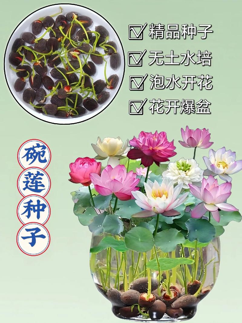 水培荷花的养殖方法和注意事项