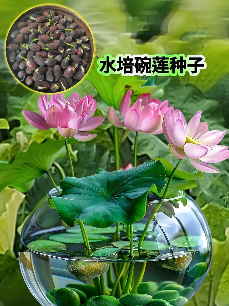水养荷花怎么过冬
