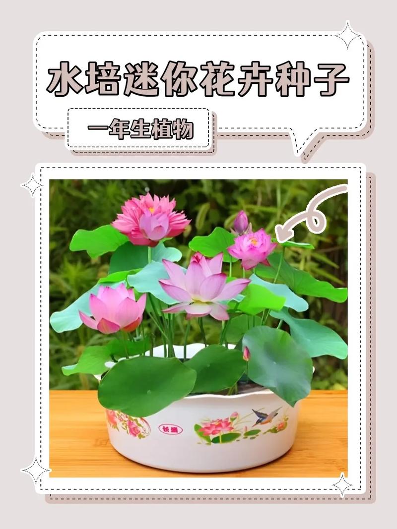 关于水培荷花的养殖方法